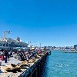 Sea Lions Bring Prosperity to San Franciscos Pier 39 PostPandemic