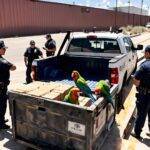 Woman Arrested for Attempting to Smuggle Live Parrots Across USMexico Border